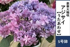 �y��̓��z�A�W�T�C�y�������킹�z5�����@�����b�s���O�t����