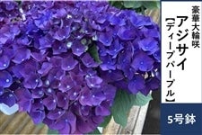 �y��̓��z�A�W�T�C�y�f�B�[�v�p�[�v���z5�����@�����b�s���O�t����