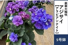 �y��̓��z�A�W�T�C�y�A���r�A���i�C�g�z5�����@�����b�s���O�t����