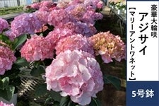 �y��̓��z�A�W�T�C�y�}���[�A���g���l�b�g�z5�����@�����b�s���O�t����