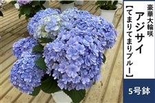 �y��̓��z�A�W�T�C�y�Ă܂�Ă܂�u���[�z5�����@�����b�s���O�t����