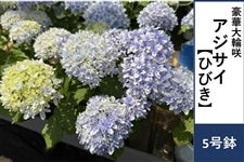 �y��̓��z�A�W�T�C�y�Ђт��z5�����@�����b�s���O�t����