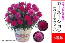 �J�[�l�[�V�����y�x���[�}�t�B���z5����