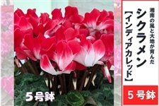 シクラメン 5号鉢【インディアカレッド】: JA全農かながわ|【JA