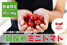 �y�g�}�g�̂��˂����z���̂�~�j�g�}�g