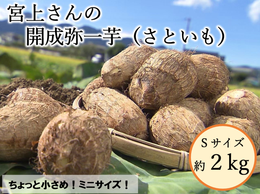 宮上さんの「開成弥一芋（さといも）」（小さめSサイズ 約2kg）: JA