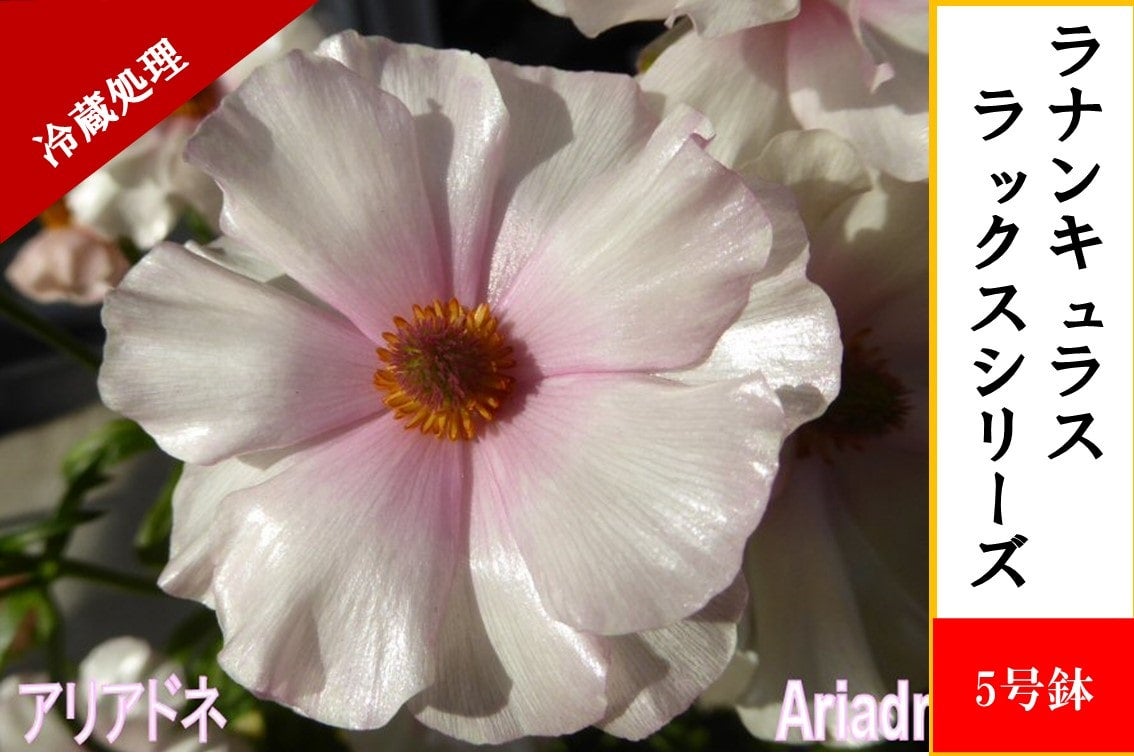 ���i���L�����X�@���b�N�X�V���[�Y�y�A���A�h�l�z5�����i�①�����j