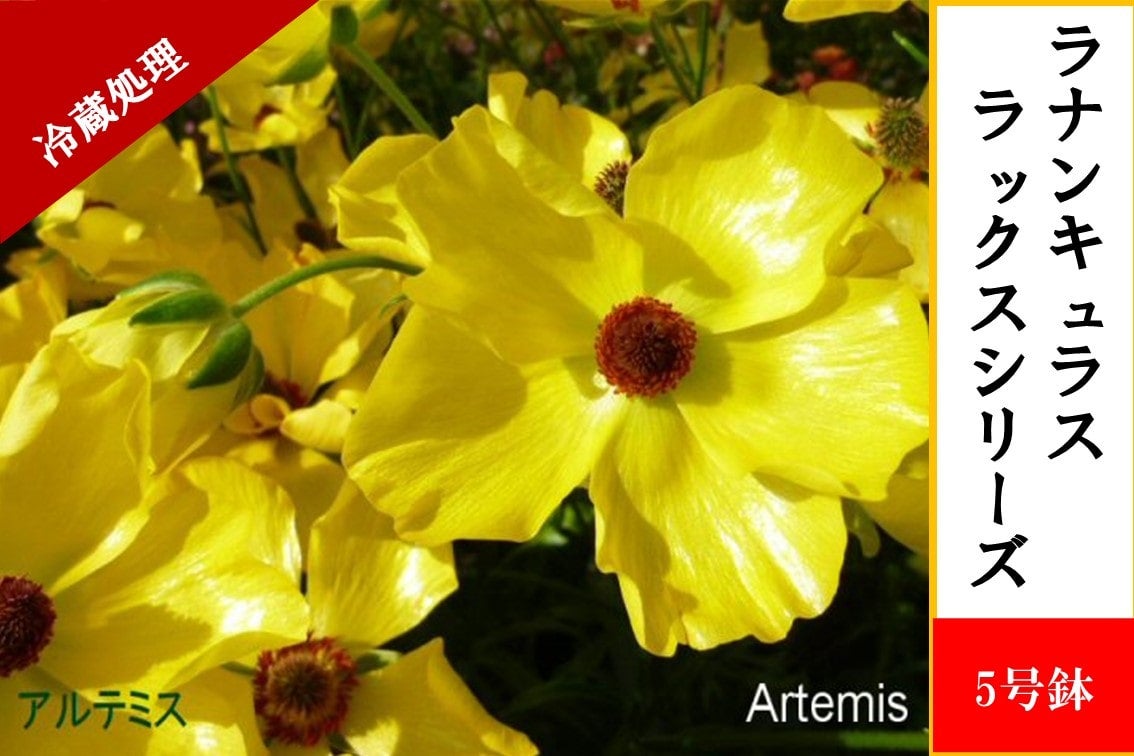 ���i���L�����X�@���b�N�X�V���[�Y�y�A���e�~�X�U�z5�����i�①�����j