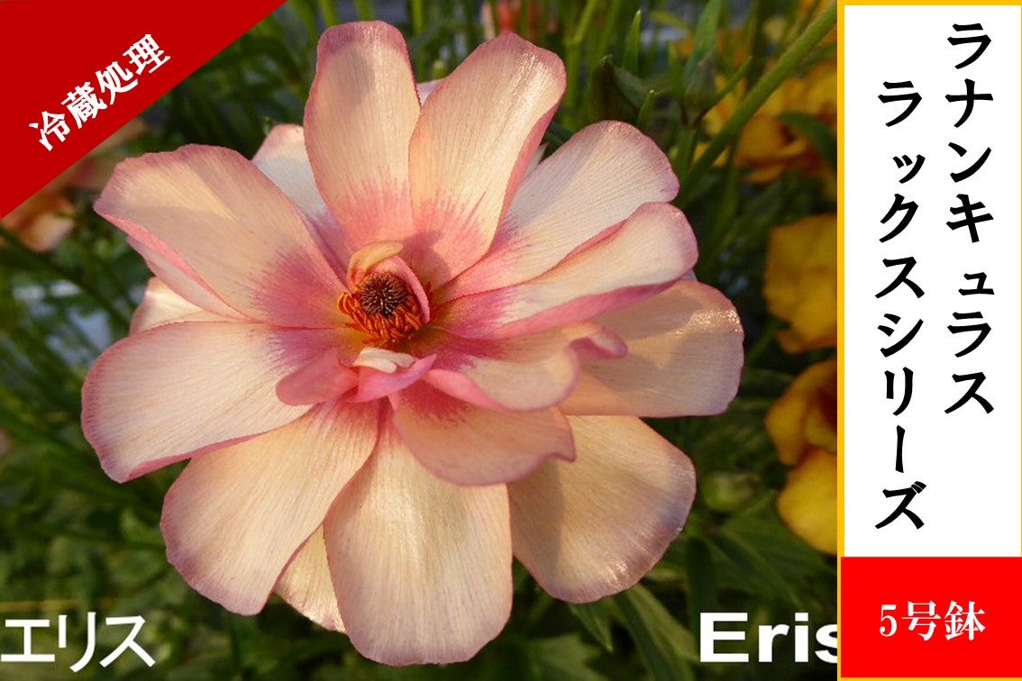 ���i���L�����X�@���b�N�X�V���[�Y�y�G���X�z5�����i�①�����j