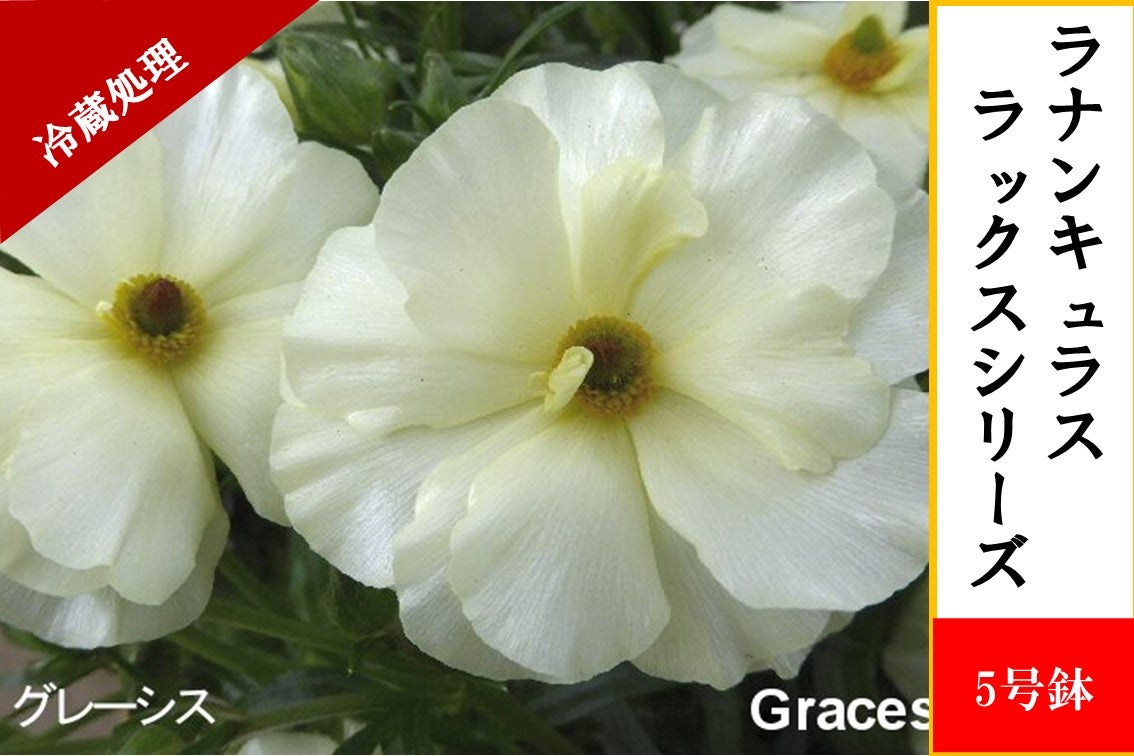 ���i���L�����X�@���b�N�X�V���[�Y�y�O���[�V�X�z5�����i�①�����j