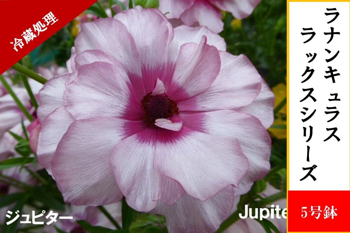 ���i���L�����X�@���b�N�X�V���[�Y�y�W���s�^�[�z5�����i�①�����j