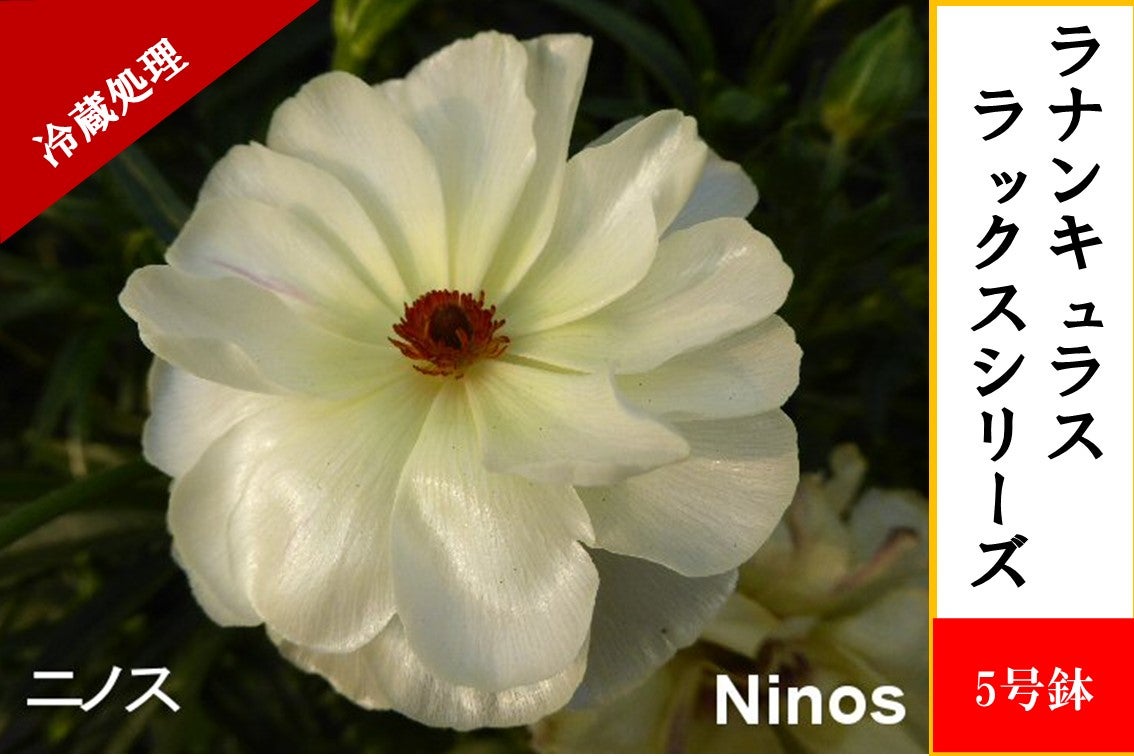 ���i���L�����X�@���b�N�X�V���[�Y�y�j�m�X�z5�����i�①�����j