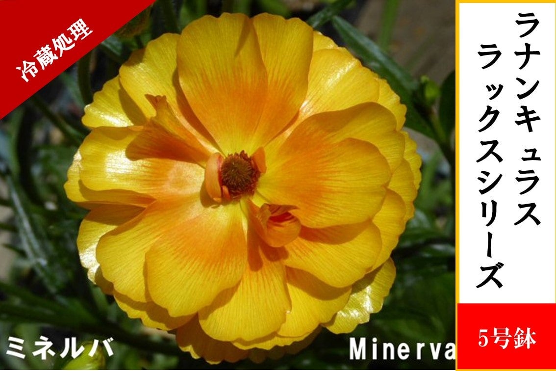 ���i���L�����X�@���b�N�X�V���[�Y�y�~�l���o�z5�����i�①�����j