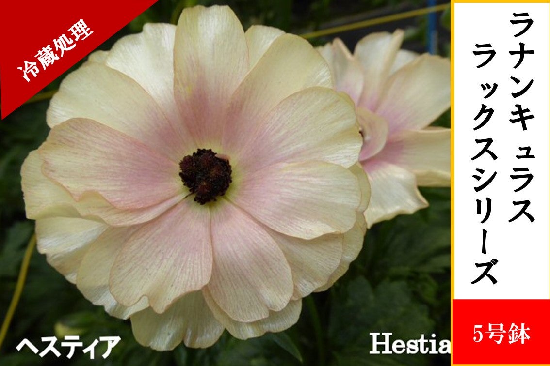 ���i���L�����X�@���b�N�X�V���[�Y�y�w�X�e�B�A�z5�����i�①�����j