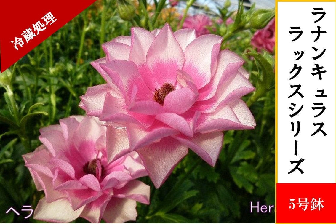 ���i���L�����X�@���b�N�X�V���[�Y�y�w���z5�����i�①�����j