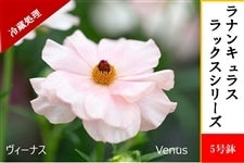 ���i���L�����X�@���b�N�X�V���[�Y�y���B�[�i�X�z5�����i�①�����j