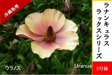 ���i���L�����X�@���b�N�X�V���[�Y�y�E���m�X�z5�����i�①�����j