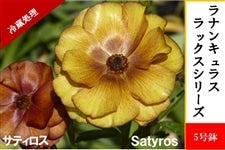 ���i���L�����X�@���b�N�X�V���[�Y�y�T�e�B���X�z5�����i�①�����j