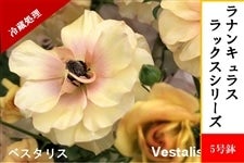 ���i���L�����X�@���b�N�X�V���[�Y�y�x�X�^���X�z5�����i�①�����j