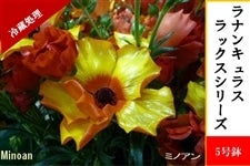 ���i���L�����X�@���b�N�X�V���[�Y�y�~�m�A���z5�����i�①�����j