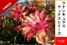 ���i���L�����X�@���b�N�X�V���[�Y�y���[�T�z5�����i�①�����j