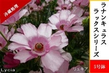 ���i���L�����X�@���b�N�X�V���[�Y�y�����L�A�z5�����i�①�����j