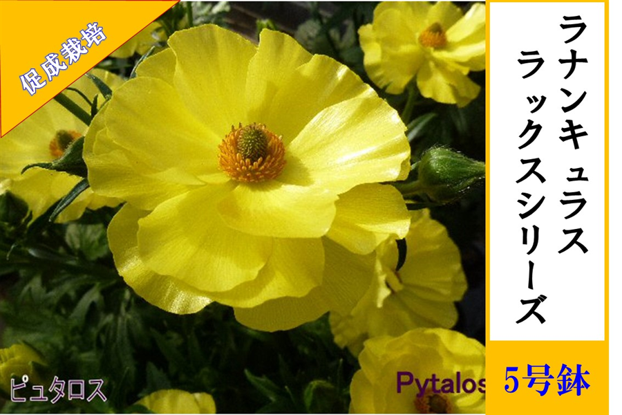 ���i���L�����X�@���b�N�X�V���[�Y�y�A���e�~�X�U�z5�����i�����͔|�j