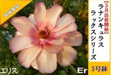 ���i���L�����X�@���b�N�X�V���[�Y�y�G���X�z5�����i�����͔|�j