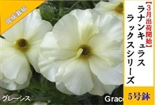 ���i���L�����X�@���b�N�X�V���[�Y�y�O���[�V�X�z5�����i�����͔|�j