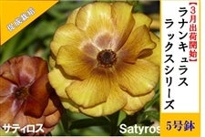 ���i���L�����X�@���b�N�X�V���[�Y�y�T�e�B���X�z5�����i�����͔|�j