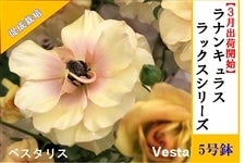 ���i���L�����X�@���b�N�X�V���[�Y�y�x�X�^���X�z5�����i�����͔|�j