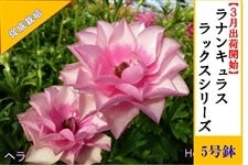 ���i���L�����X�@���b�N�X�V���[�Y�y�w���z5�����i�����͔|�j