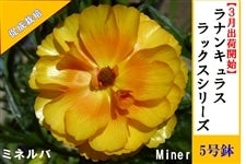 ���i���L�����X�@���b�N�X�V���[�Y�y�~�l���o�z5�����i�����͔|�j