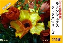 ���i���L�����X�@���b�N�X�V���[�Y�y�~�m�A���U�z5�����i�����͔|�j