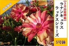 ���i���L�����X�@���b�N�X�V���[�Y�y���[�T�z5�����i�����͔|�j