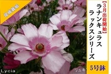 ���i���L�����X�@���b�N�X�V���[�Y�y���L���A�z5�����i�����͔|�j