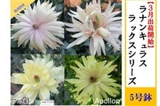 ���i���L�����X�@���b�N�X�V���[�Y�y�A�|�����z5�����i�����͔|�j