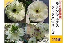 ���i���L�����X�@���b�N�X�V���[�Y�y�y�l���y�z5�����i�����͔|�j