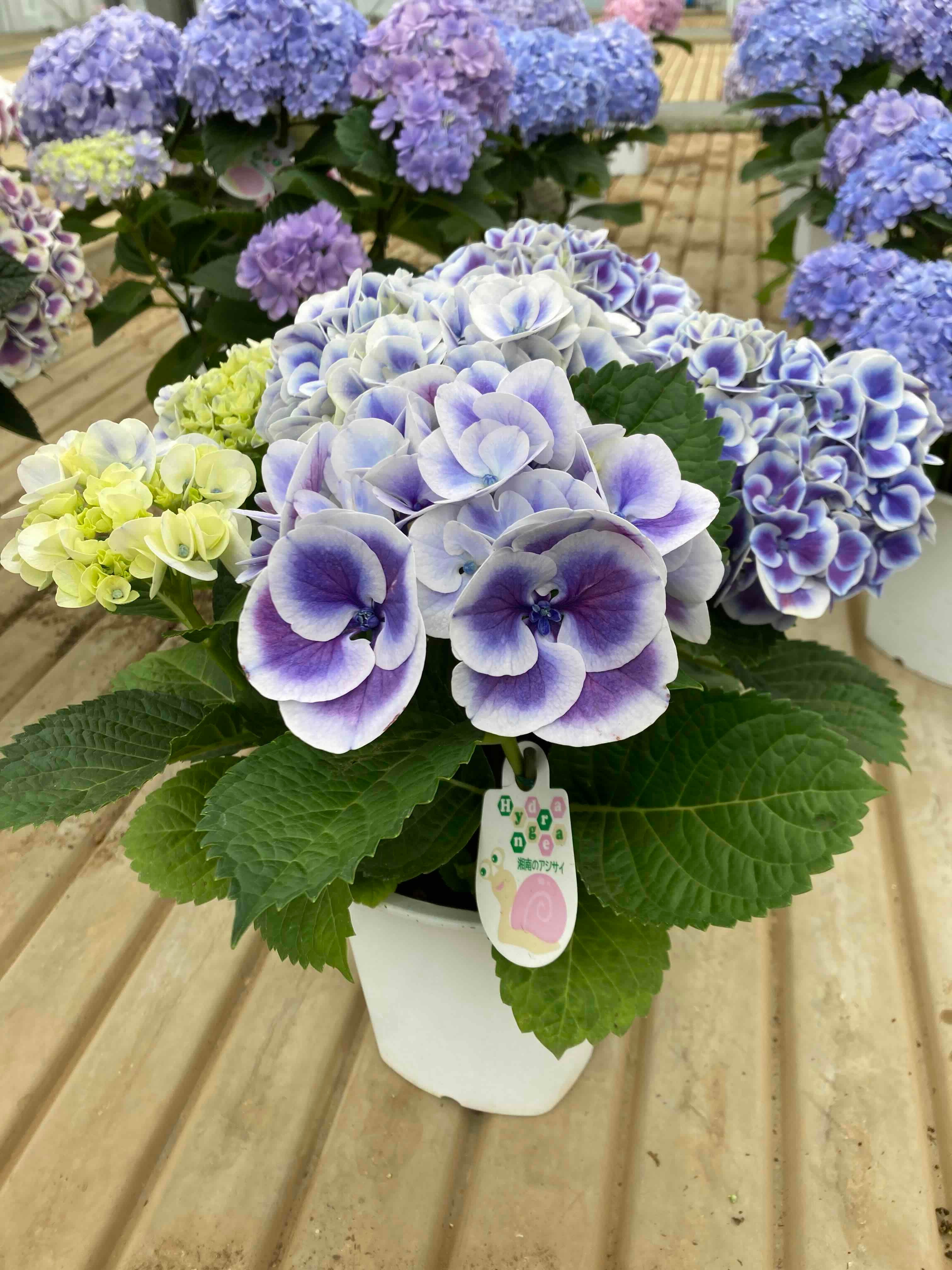 福岡ブランド☆ハイドランジア☆アジサイ☆5号鉢☆希少☆ 福岡ブランド☆ハイドランジア☆アジサイ☆5号鉢☆希少☆
