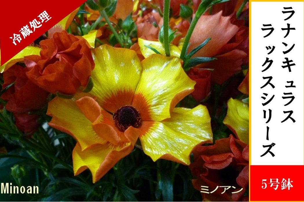 ラナンキュラス 国華園オンラインショップ / 秋植え球根 ラナンキュラス エレガンス