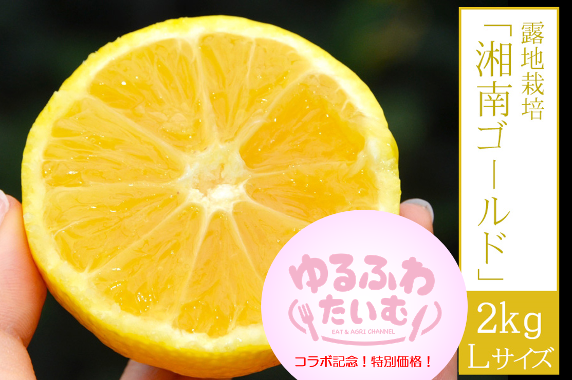 In͔|uÓS[hv2kg MELTCY(3{`)ӂ킽ރR{LOIʉi50