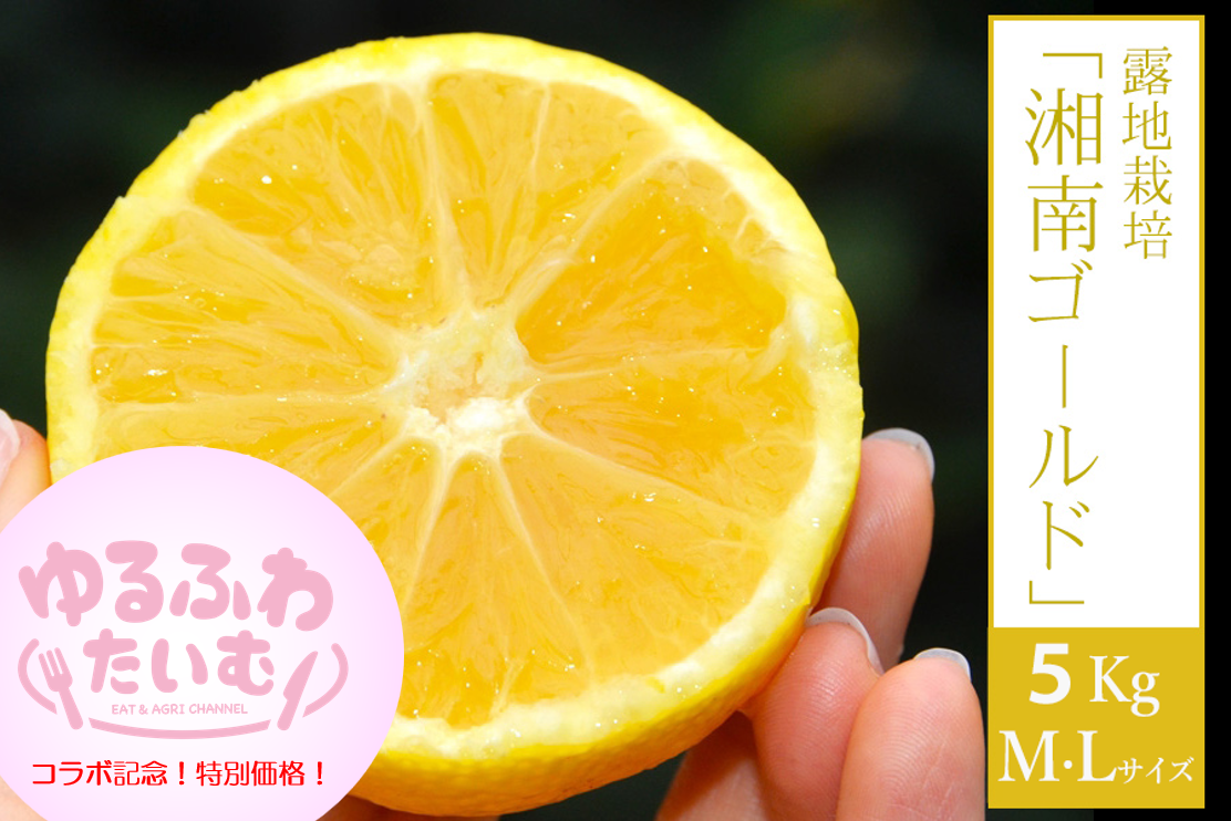 In͔|uÓS[hv5kg MELTCY(3{`Jn)ӂ킽ރR{LOIʉi50