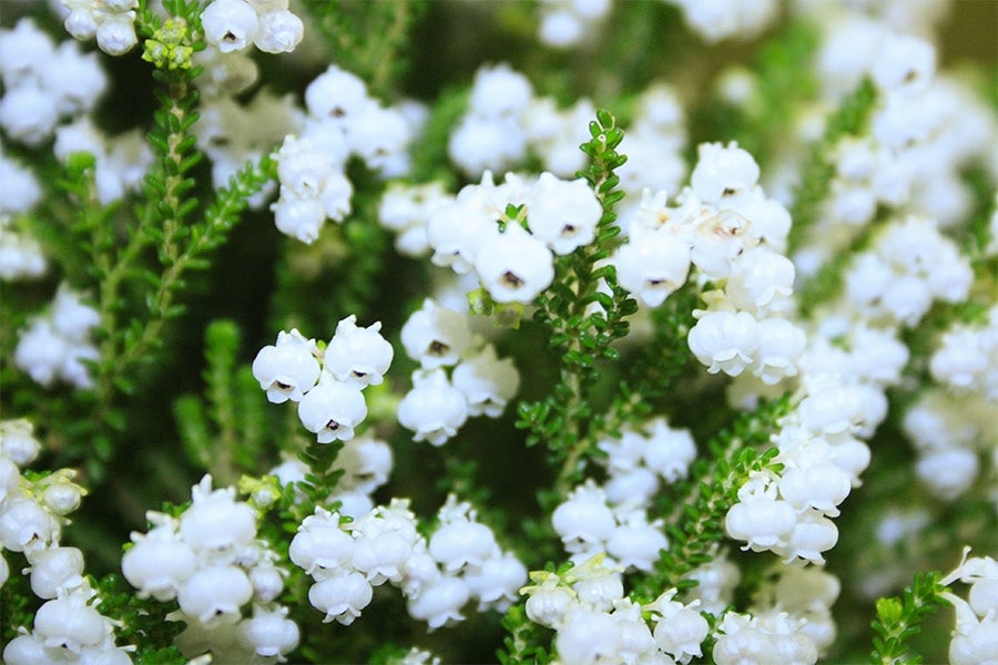 【クリスマス】クリスマスエリカ 4号鉢 12月上中旬頃より発送予定