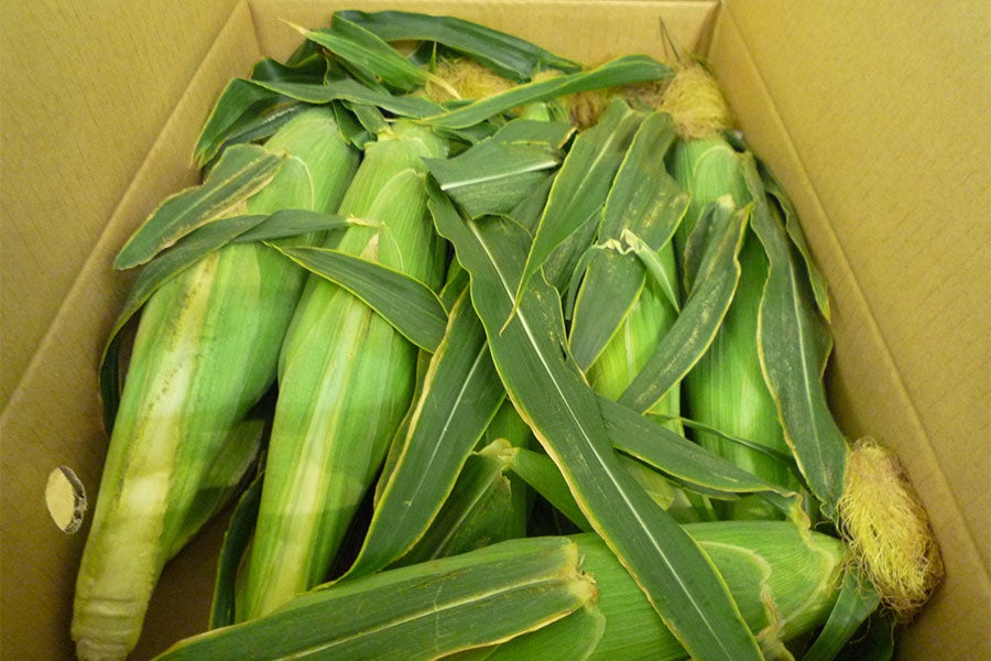 お届けイメージです。