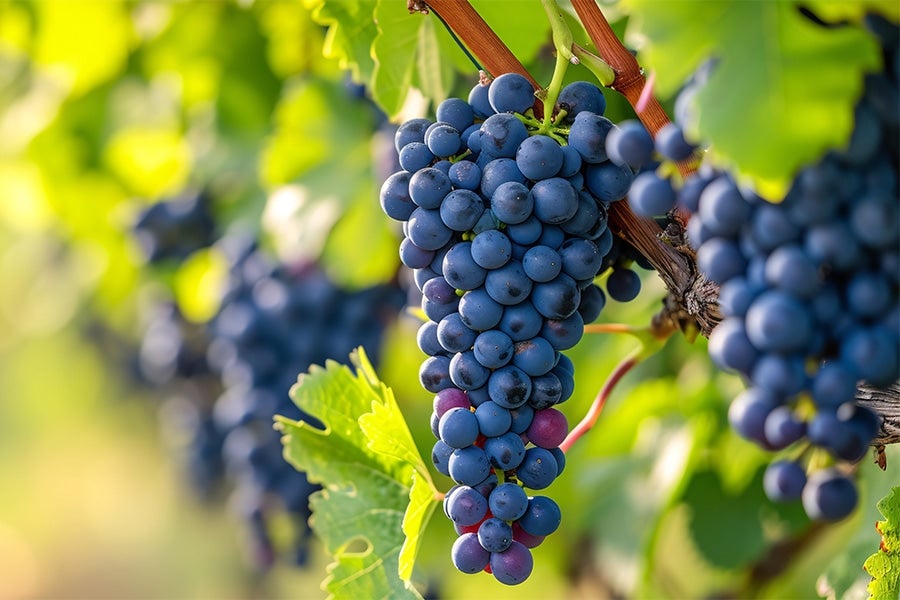 フランスのワイン専用品種ぶどうのカベルネソーヴィニヨン ※画像はイメージです。