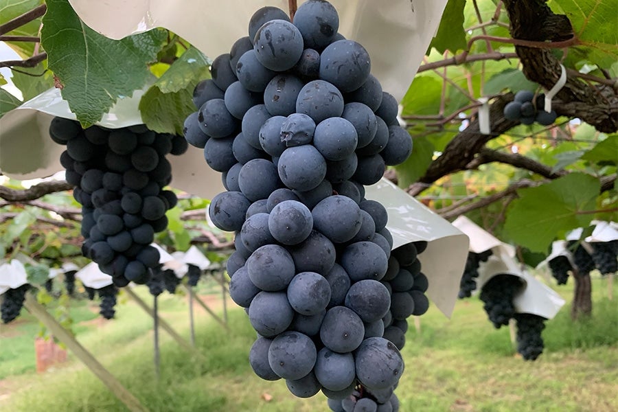 甘い香りに癒やされる、果実味たっぷり!マスカットベーリーA