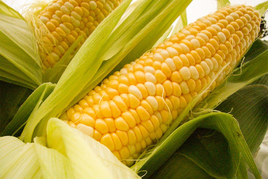 黄色と白の粒が美しく並ぶバイカラー品種。