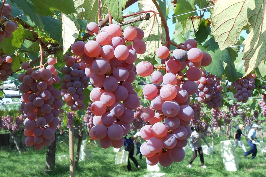 山梨醗酵工業】甲州（白ワイン／辛口）750mL: フルーツ王国やまなし