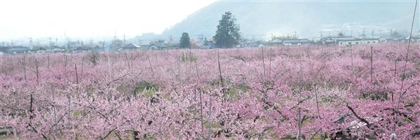 桃の花のじゅうたんを敷いた甲府盆地(４月)