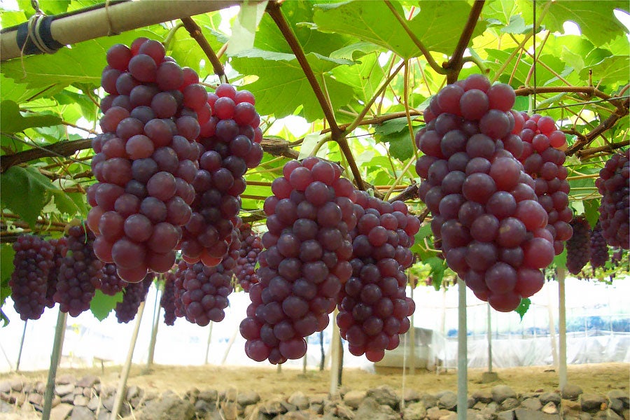 温室(ハウス)栽培で育てられたデラウェア